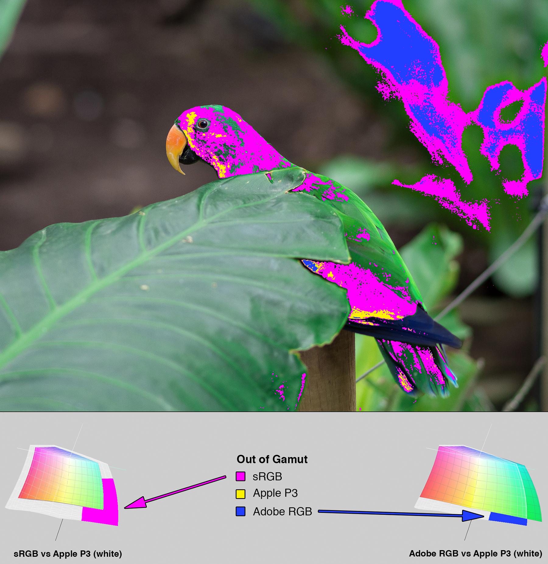 Parrot photo from Figure 12. Overlaid with a heat map indicating which ares of the image are out of gamut. At the bottom of the image is a section with 3D LAB plots showing how the colorspaces differ.