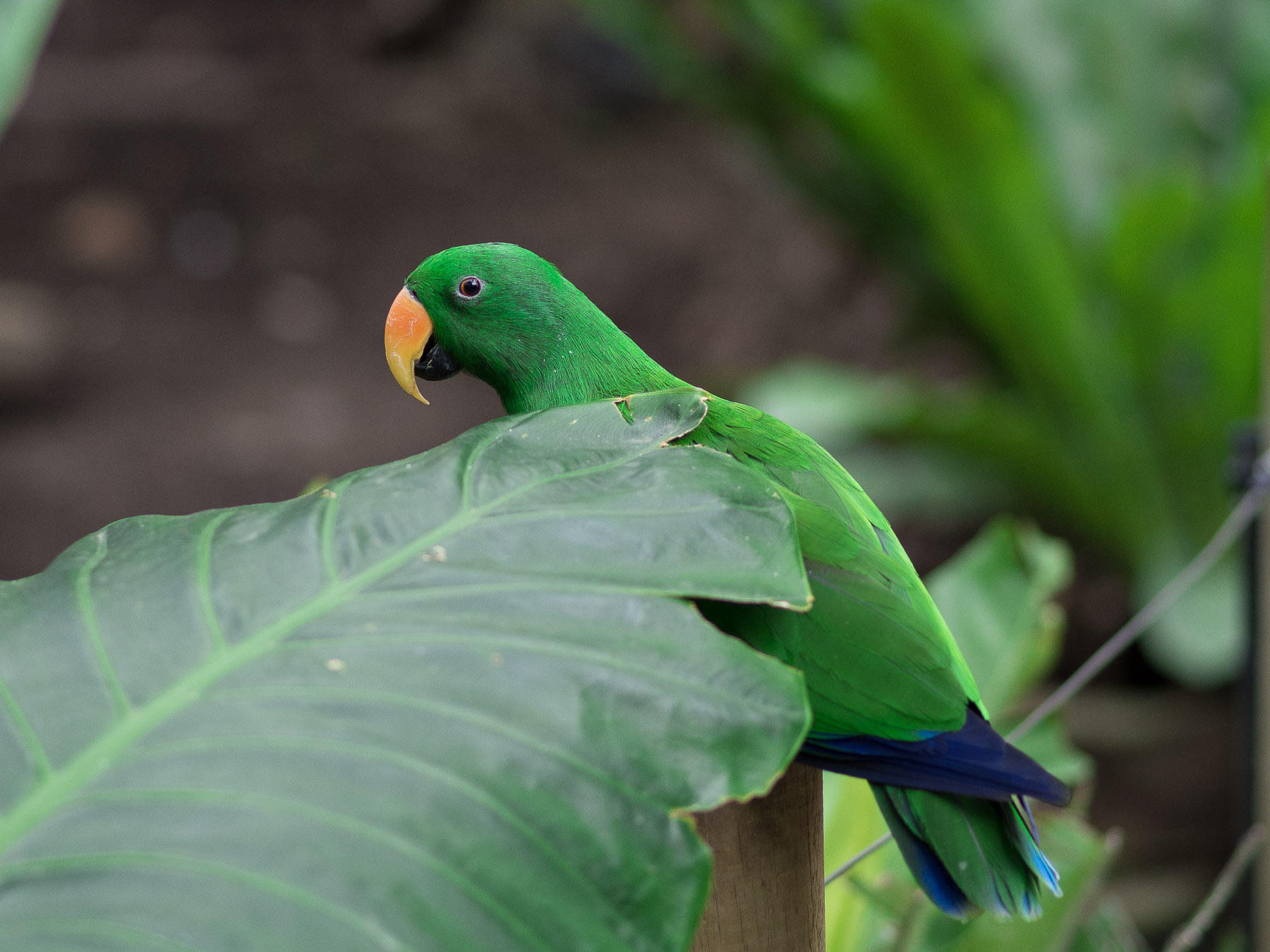 A vivid green parrot partially occluded by a large leaf. The background is out of focus, but contains more plants.