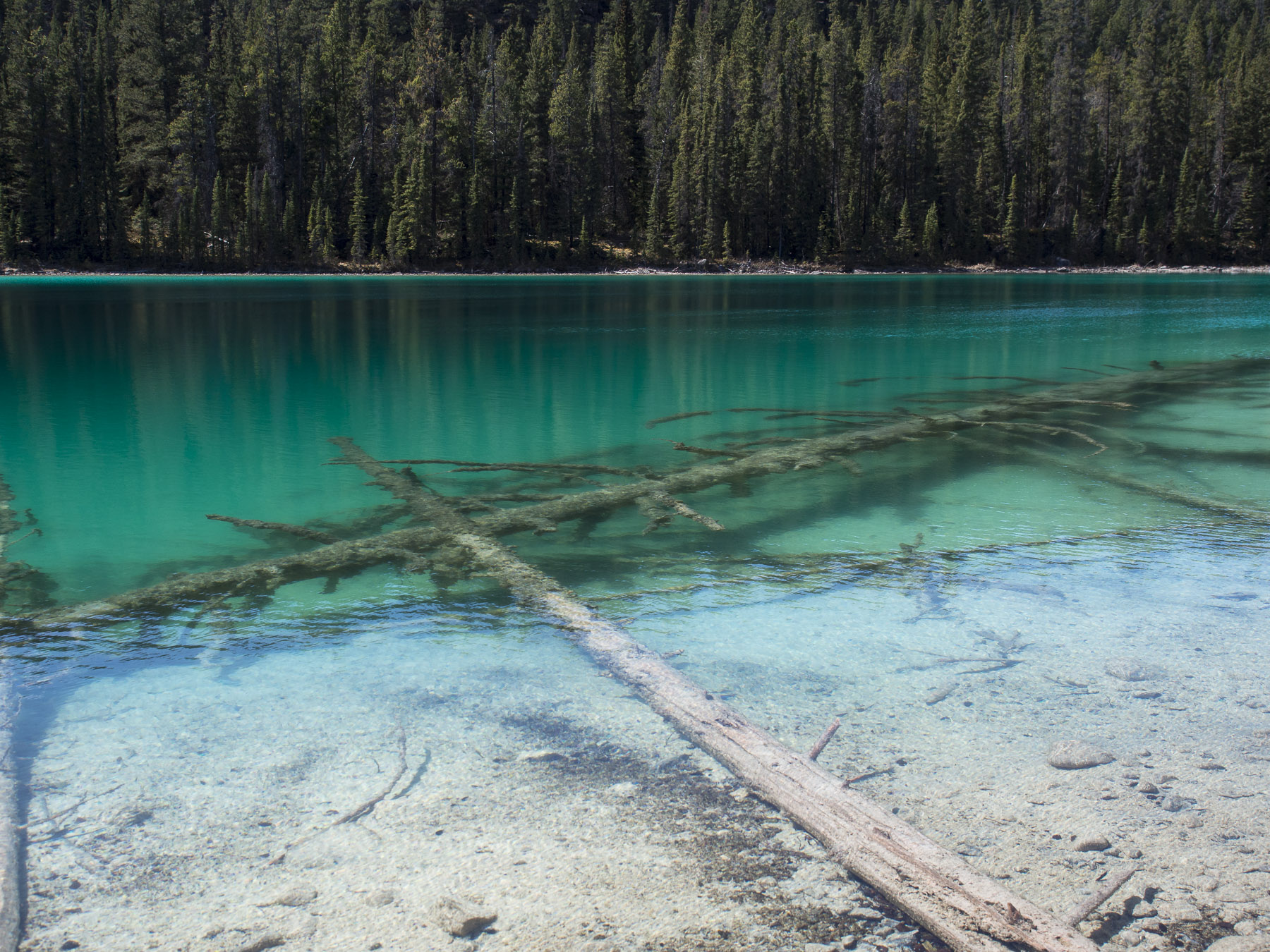 Very turqoise lake with submerged trees, sandy bottom, surrounded by rocks and trees.