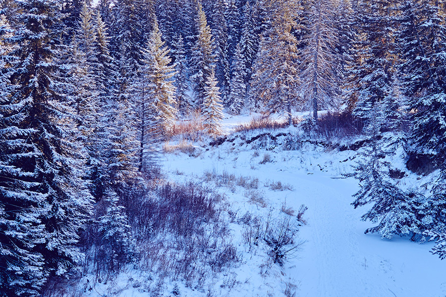 Photograph of a frozen river meandering into the distance in a forest with the sun coming through the snowy trees.