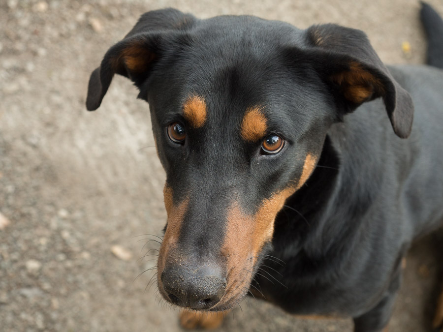 Doberman mix dog, looking up with half-floppy ears.